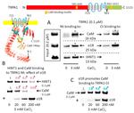 Sigma-1 Receptor Antibody in Western Blot (WB)