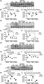 beta Actin Antibody in Western Blot (WB)