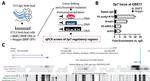 GRHL3 Antibody in ChIP Assay (ChIP)