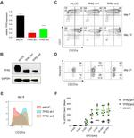 CD71 (Transferrin Receptor) Antibody in Flow Cytometry (Flow)