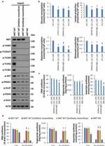 c-Met Antibody in Western Blot (WB)