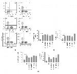 CD34 Antibody in Flow Cytometry (Flow)