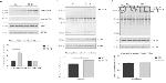 Nitrotyrosine Antibody in Western Blot (WB)