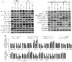 Phospho-PKC lambda/iota (Thr557, Thr564) Antibody in Western Blot (WB)