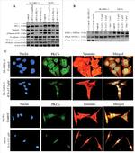 Vimentin Antibody in Western Blot, Immunocytochemistry (WB, ICC/IF)