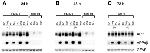 BACE1 Antibody in Western Blot (WB)