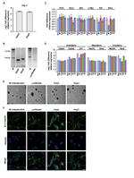 beta-3 Tubulin Antibody in Immunocytochemistry (ICC/IF)