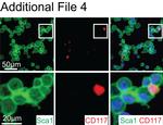 Ly-6A/E (Sca-1) Antibody in Immunocytochemistry, Immunohistochemistry (ICC/IF, IHC)