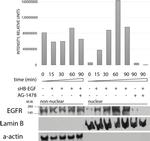 Lamin B1 Antibody in Western Blot (WB)