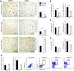 F4/80 Antibody in Flow Cytometry (Flow)