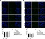 GAPDH Loading Control Antibody in Western Blot (WB)