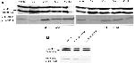 Phospho-ERK1/ERK2 (Thr185, Tyr187) Antibody in Western Blot (WB)