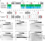 DYKDDDDK Tag Antibody in Western Blot (WB)