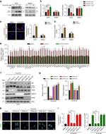 TFEB Antibody in Western Blot (WB)