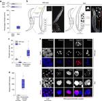 POLD2 Antibody in Immunocytochemistry (ICC/IF)