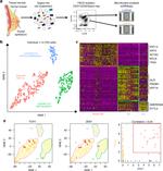 CD49f (Integrin alpha 6) Antibody in Flow Cytometry (Flow)