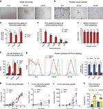 Ki-67 Antibody in Flow Cytometry (Flow)