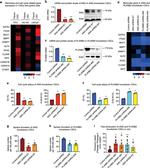 Ki-67 Antibody in Flow Cytometry (Flow)