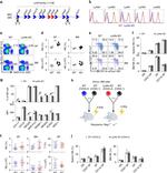 Ly-49A Antibody in Flow Cytometry (Flow)