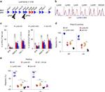 CD335 (NKp46) Antibody in Flow Cytometry (Flow)