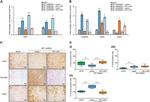 CD44std Antibody in Immunohistochemistry (Paraffin) (IHC (P))