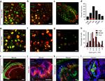 TrkB Antibody in Immunohistochemistry (IHC)