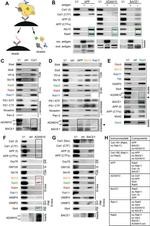 BACE1 Antibody in Western Blot (WB)