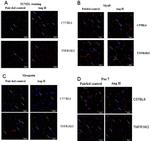 MYOD Antibody in Immunocytochemistry (ICC/IF)