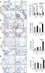 F4/80 Antibody in Immunohistochemistry (IHC)