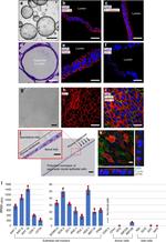 Cytokeratin 19 Antibody in Immunocytochemistry, Immunohistochemistry (ICC/IF, IHC)