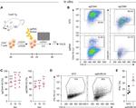 IFN gamma Antibody in Flow Cytometry (Flow)