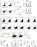 CD4 Antibody in Flow Cytometry (Flow)