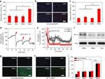 HIF1A Antibody in Immunocytochemistry (ICC/IF)