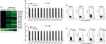 MINA53 Antibody in ChIP Assay (ChIP)