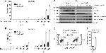 MINA53 Antibody in Western Blot (WB)