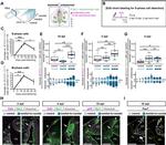 Musashi-1 Antibody in Immunohistochemistry (IHC)