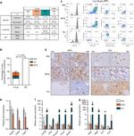 CD3e Antibody in Immunohistochemistry, Flow Cytometry (IHC, Flow)