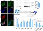 Nanog Antibody in Immunocytochemistry (ICC/IF)