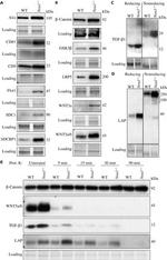 CD138 Antibody in Western Blot (WB)