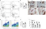 CD29 (Integrin beta 1) Antibody in Flow Cytometry (Flow)