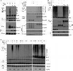 c-Myc Antibody in Western Blot (WB)