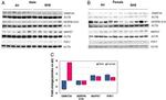 DNMT3A Antibody in Western Blot (WB)