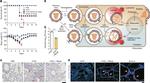 6x-His Tag Antibody in Immunocytochemistry, Immunohistochemistry (ICC/IF, IHC)