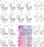 Ly-6G Antibody in Flow Cytometry (Flow)