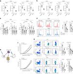 CD3 Antibody in Flow Cytometry (Flow)