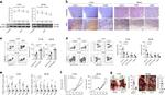 F4/80 Antibody in Flow Cytometry (Flow)