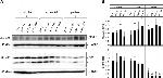 NBAS Antibody in Western Blot (WB)