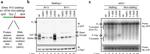 PGK1 Antibody in Western Blot (WB)