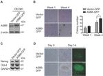 GAPDH Antibody in Western Blot (WB)