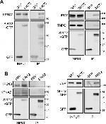 Importin 13 Antibody in Western Blot (WB)